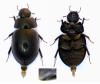 Hydrobius sp.